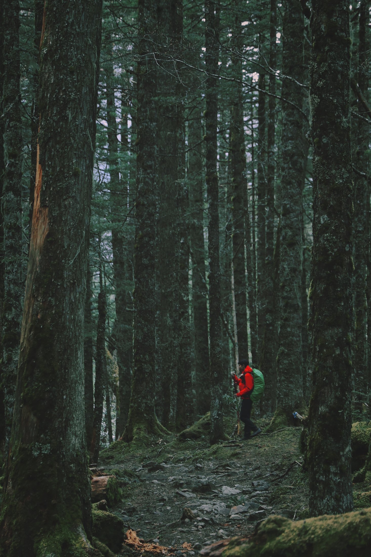 Hiking through a dense forest
